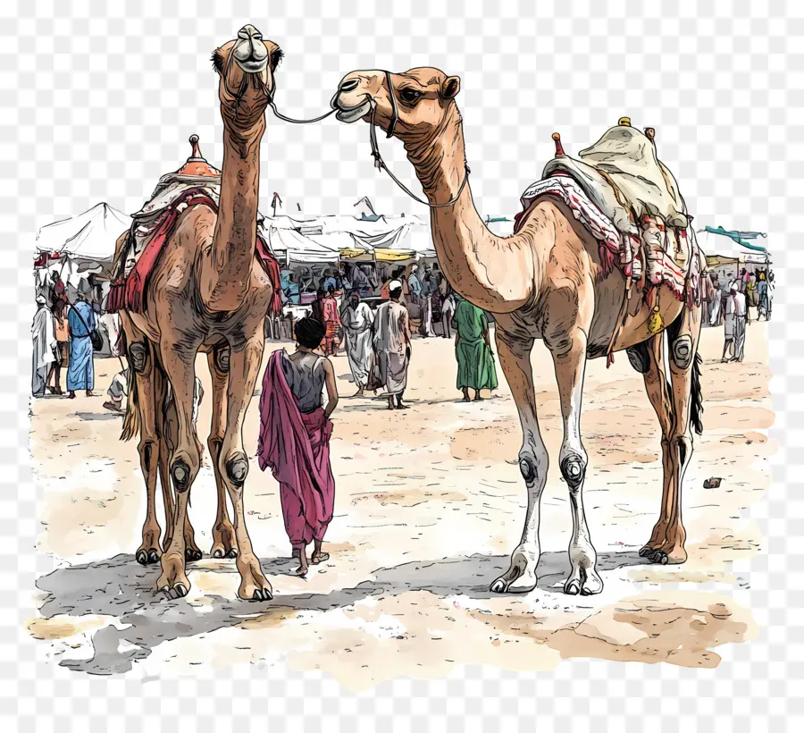 Feria Del Camello De Pushkar，Camellos PNG