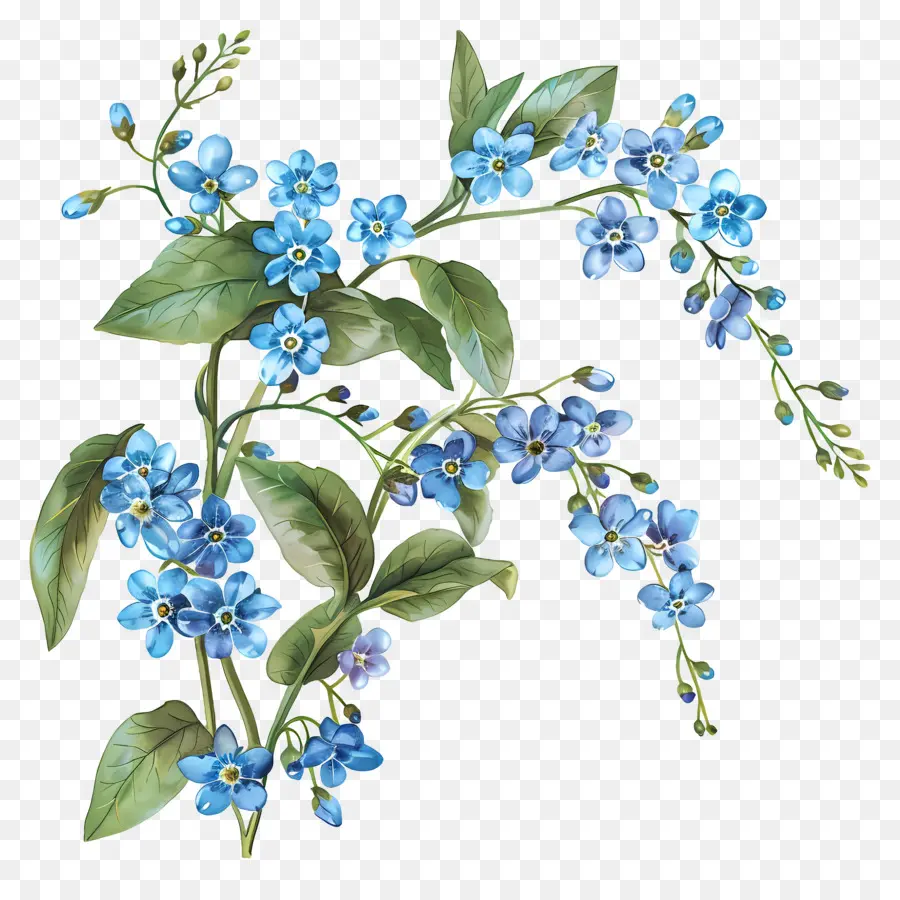 No Me Olvides Flor，Flores Azules PNG