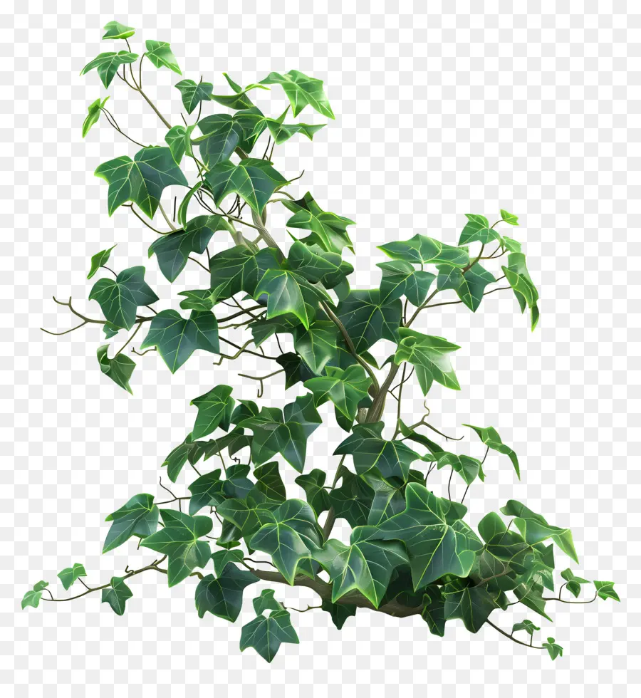 Planta De Hiedra，Hojas PNG