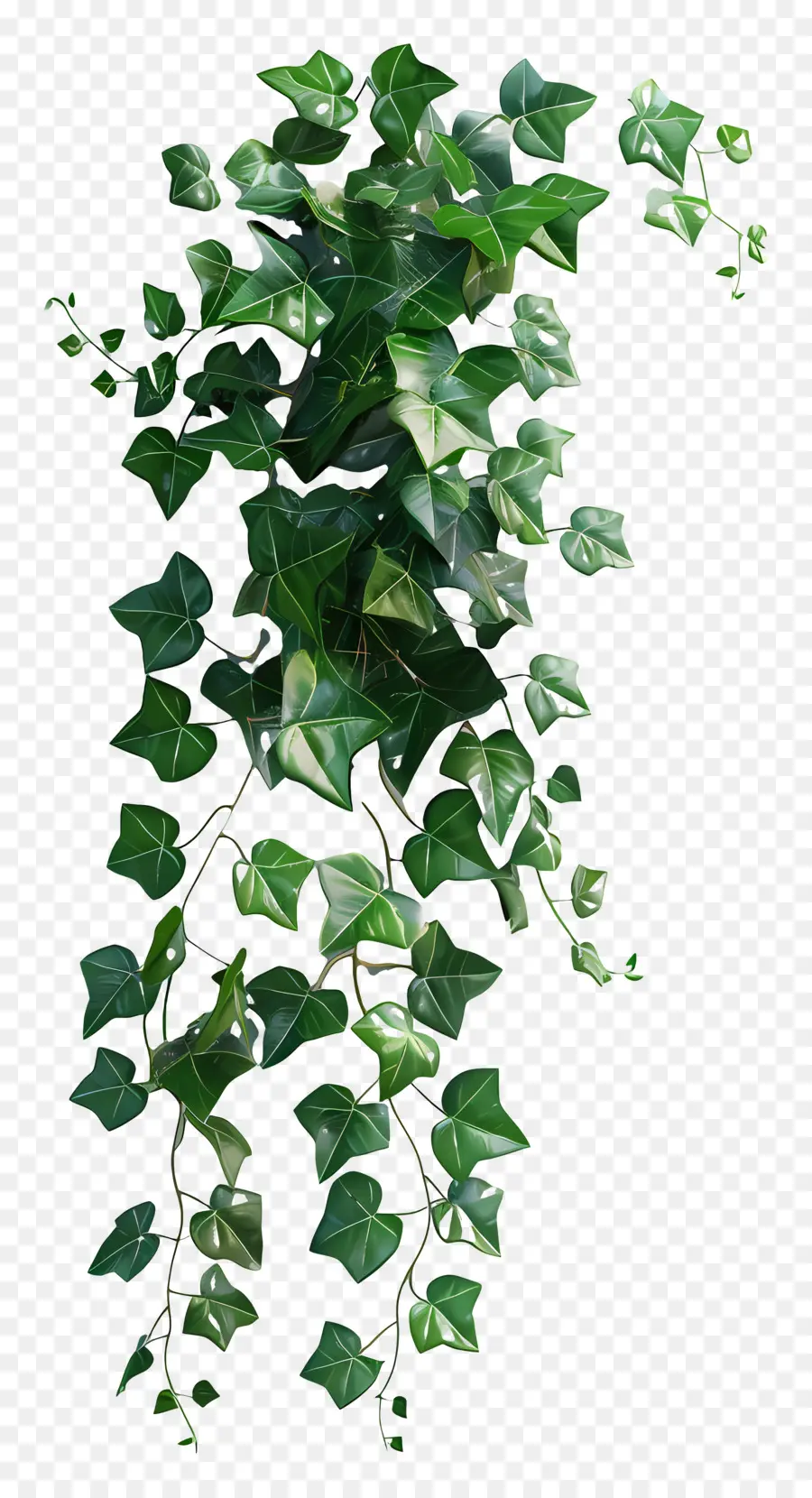 Planta De Hiedra，Hiedra Verde PNG