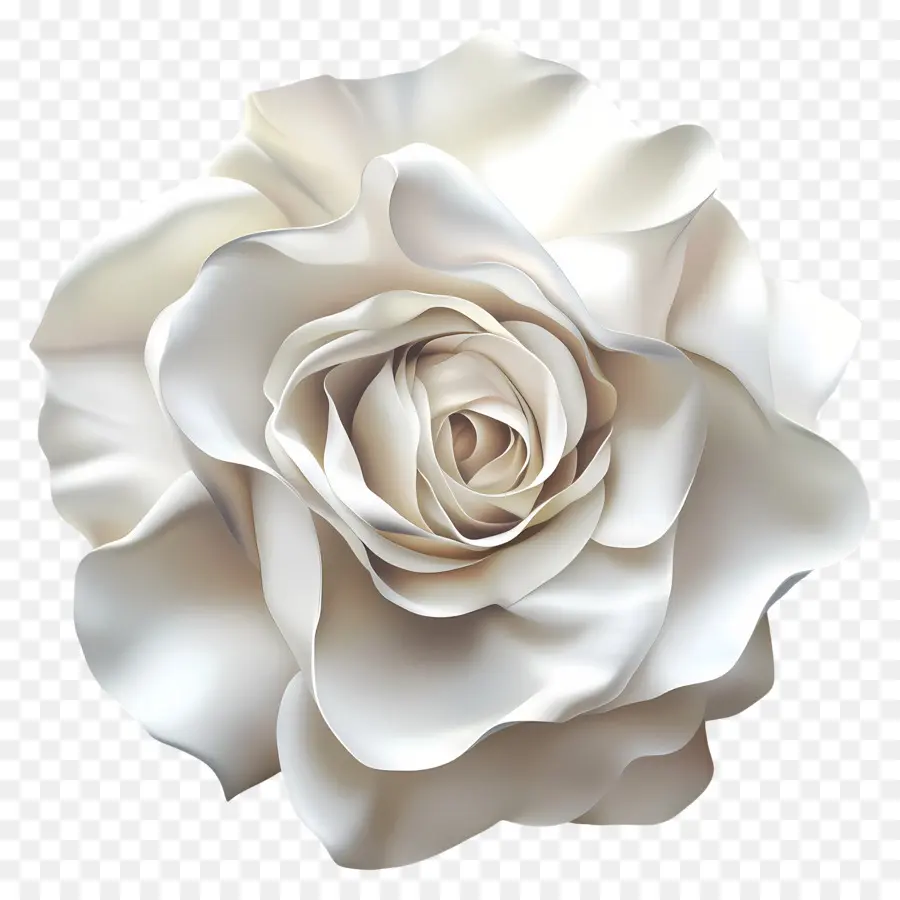 Elegancia Atemporal，Rosa Blanca PNG