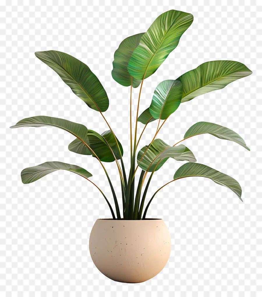 Planta De Interior，Planta En Maceta PNG