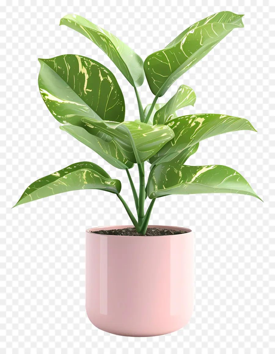 Planta De Interior，Planta En Maceta PNG