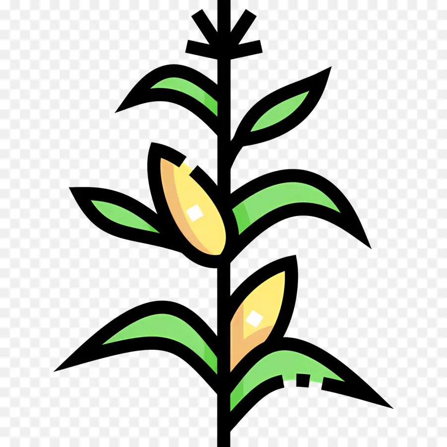 Maíz，Planta De Maiz PNG