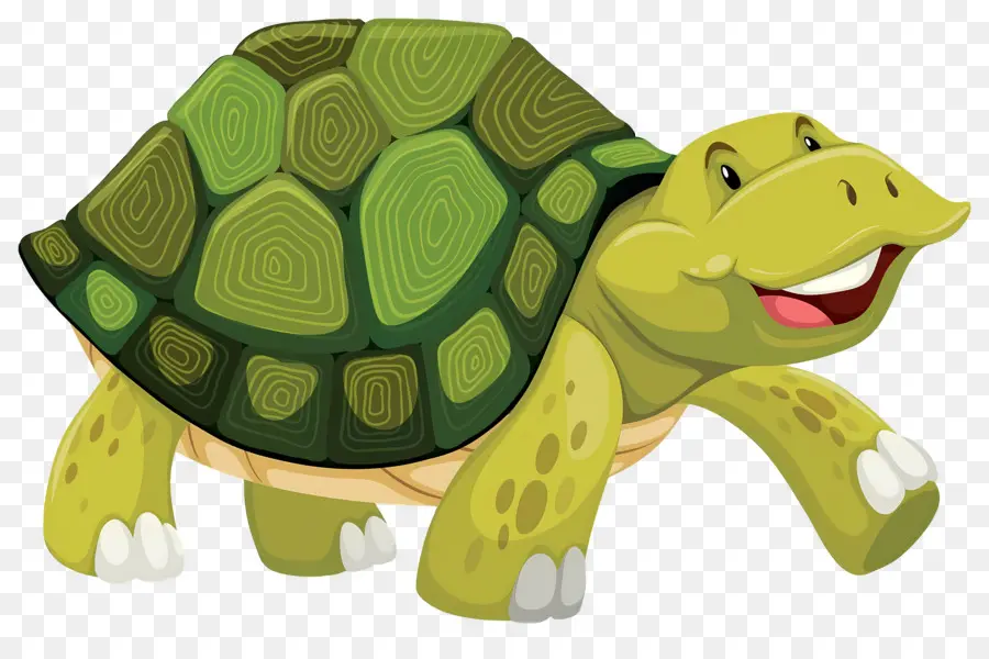 Tortuga De Dibujos Animados，Tortuga PNG