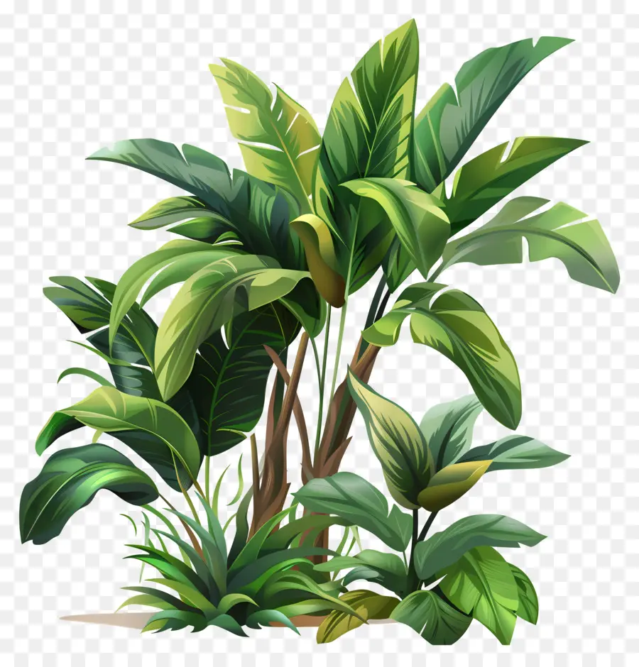 Plantas De La Selva，Planta Verde PNG