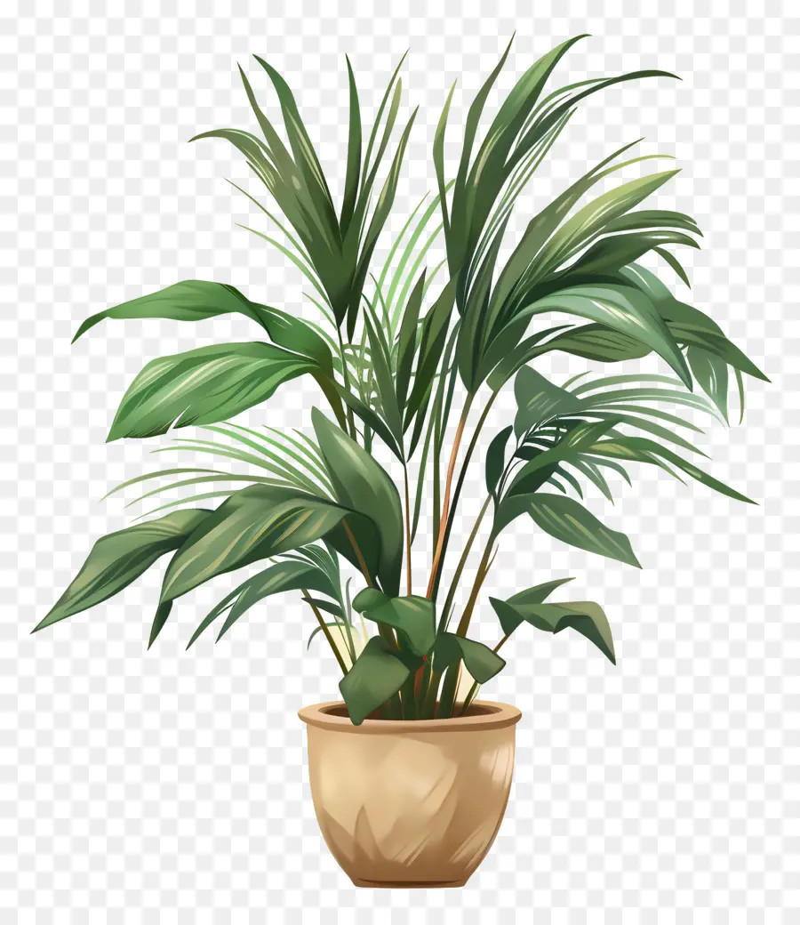 Planta De Interior，Planta En Maceta PNG