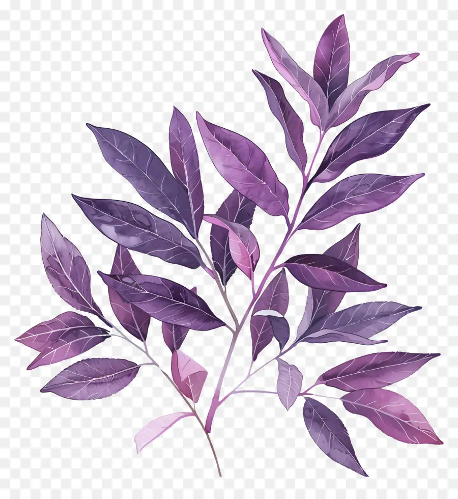 Fondo Morado，Hojas Rosadas PNG