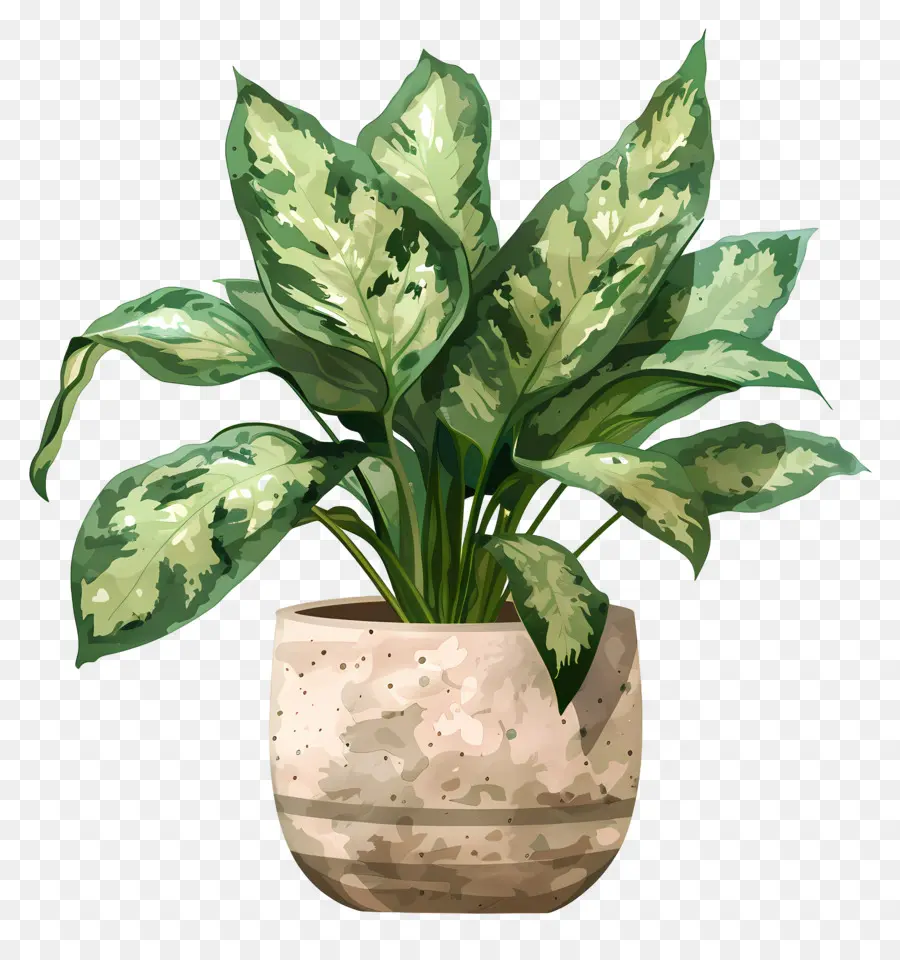 Planta De Interior，Planta En Maceta PNG