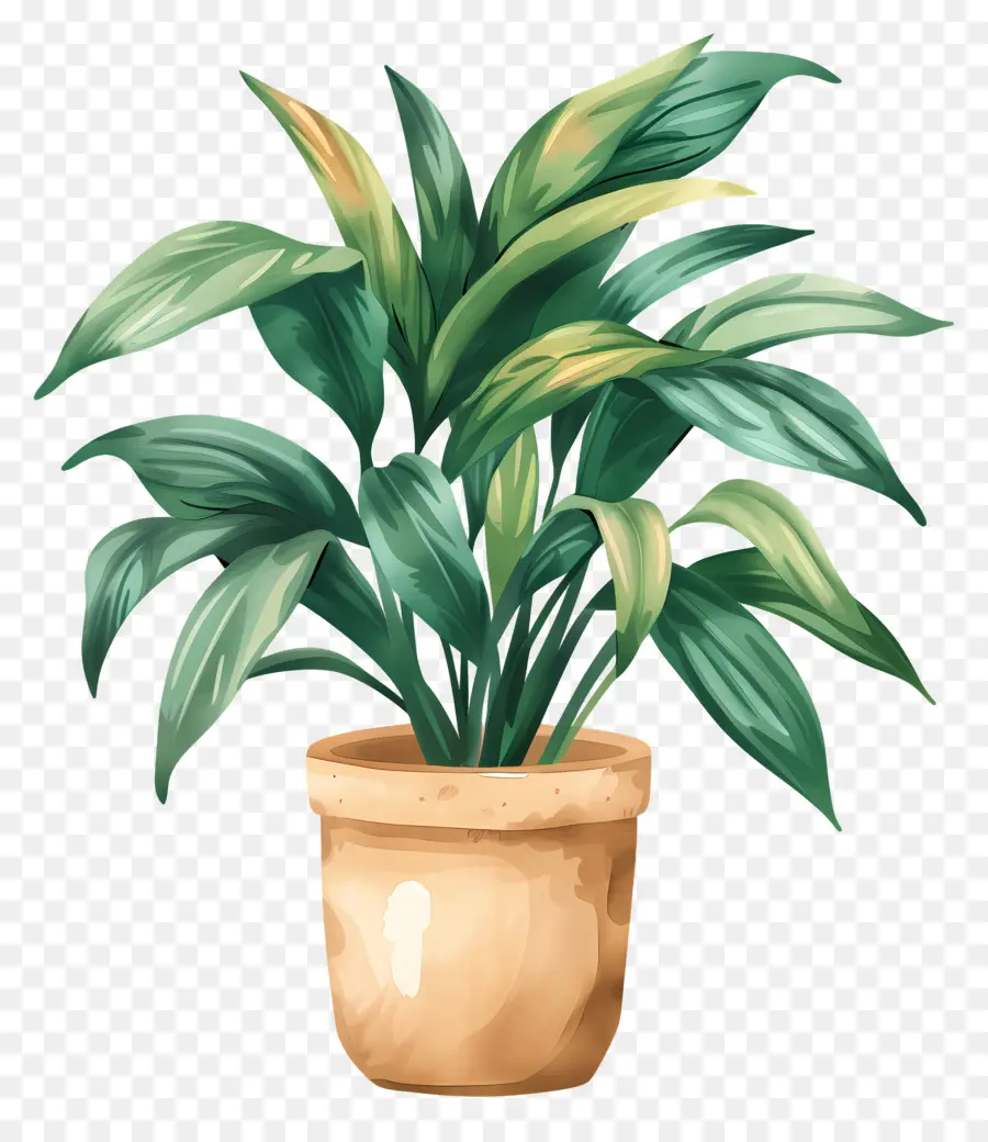 Planta De Interior，Planta En Maceta PNG