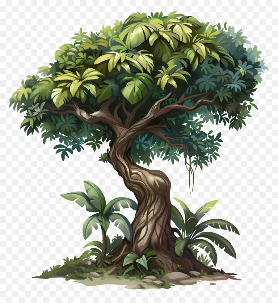 árbol De La Selva，Árbol PNG