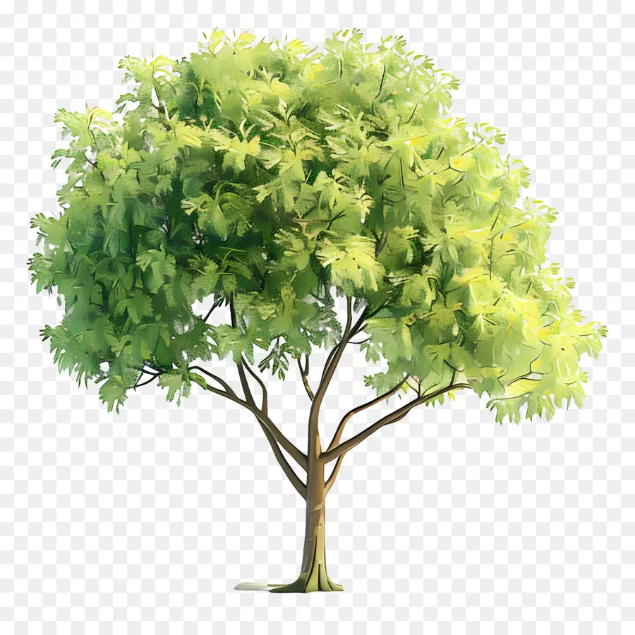 Árbol，Árbol De Hoja Verde PNG