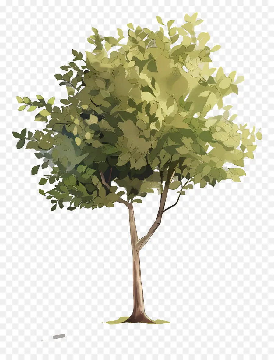 Árbol，árbol Verde PNG