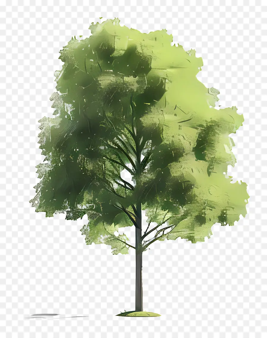 Árbol，árbol Verde PNG