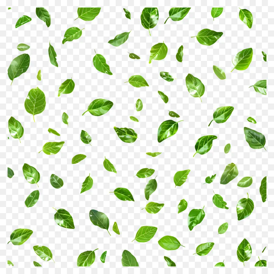 Fondo Verde，Hojas Verdes PNG