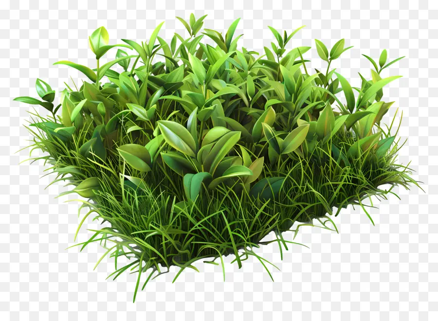 Pradera，Plantas Verdes PNG