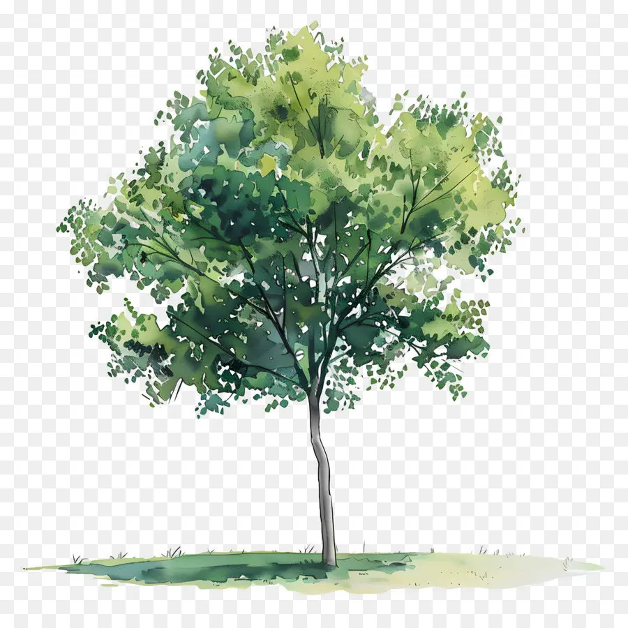 Árbol，árbol Verde PNG