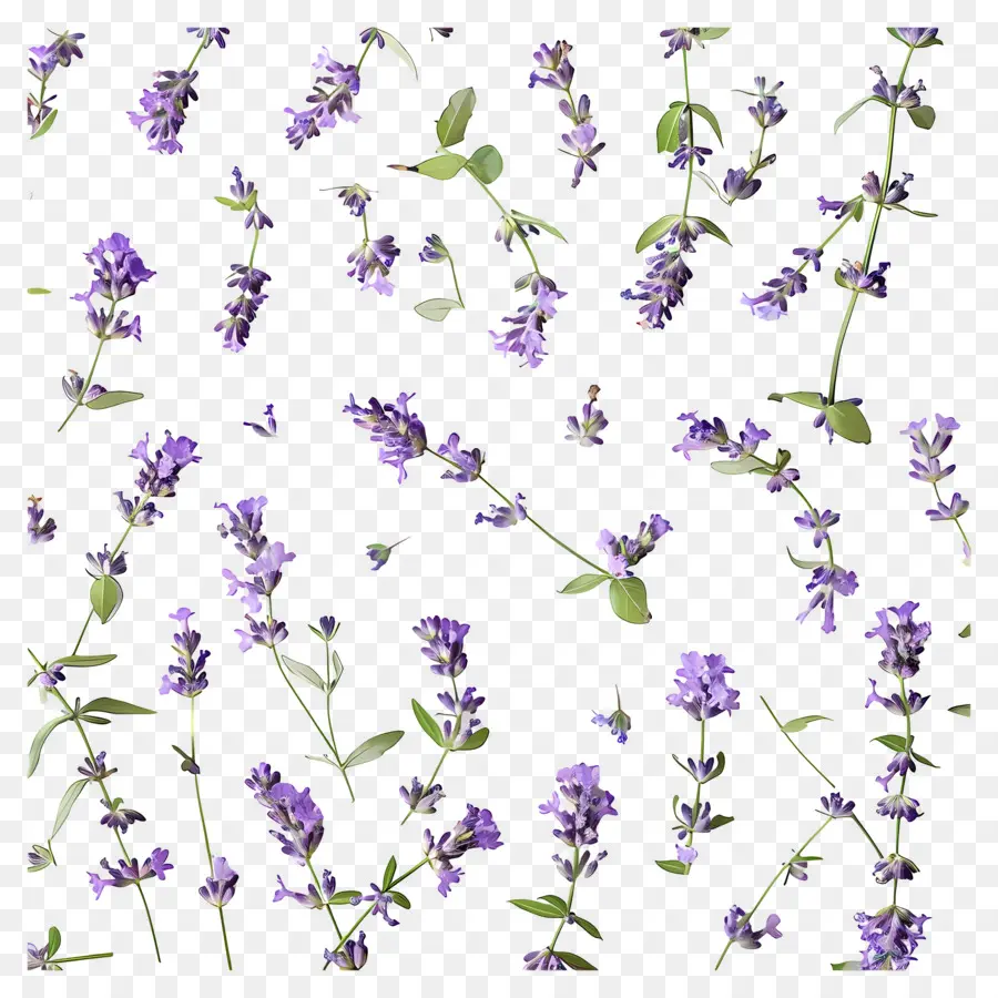 Fondo Morado，Flores De Lavanda PNG