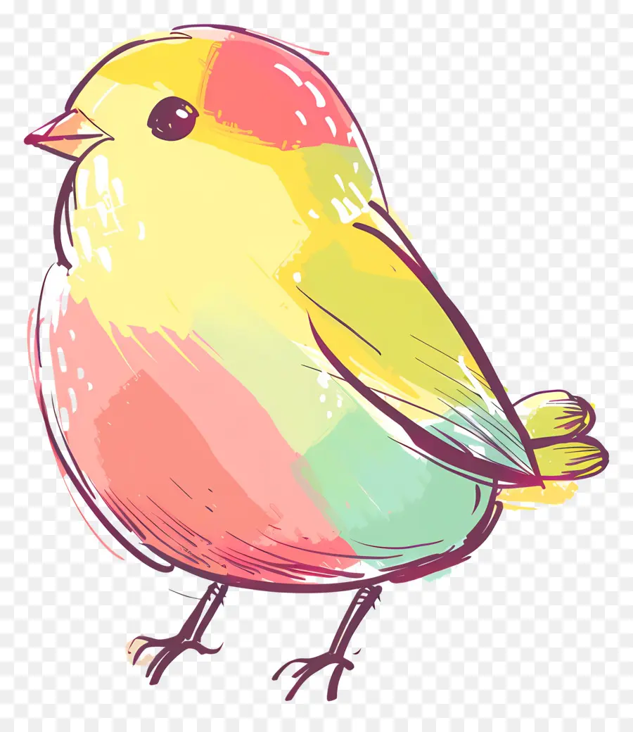 Pájaro，Pájaro Colorido PNG