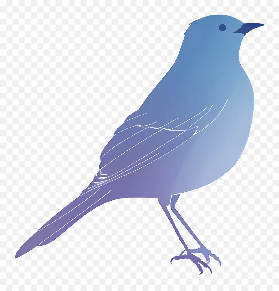 Pájaro，Pájaro Colorido PNG