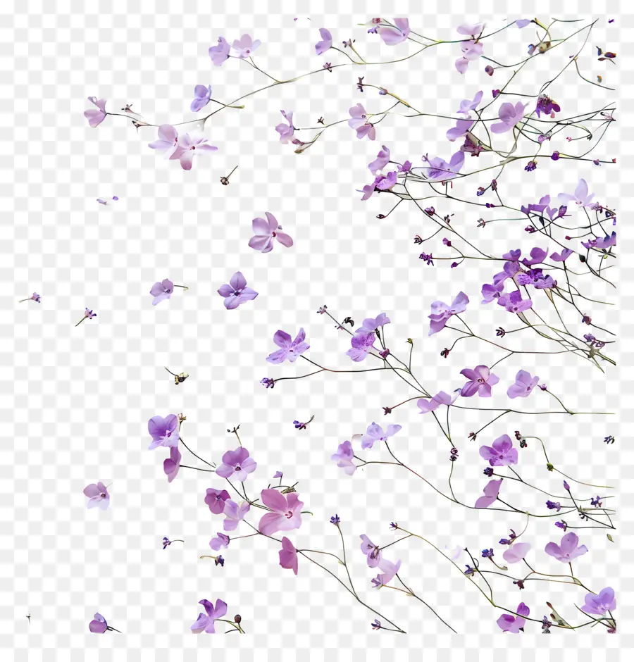 Fondo Morado，Flores Moradas PNG