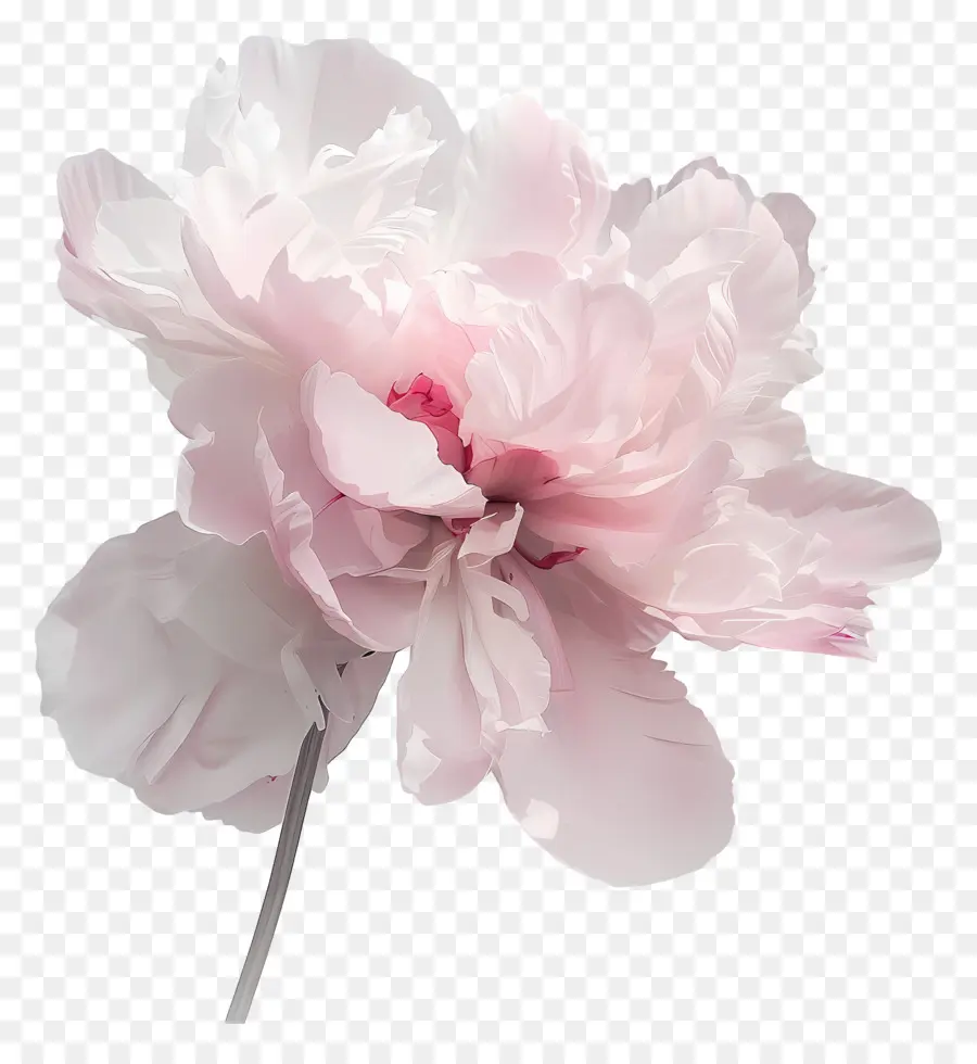 Peonía Rosa，Flor Rosa PNG