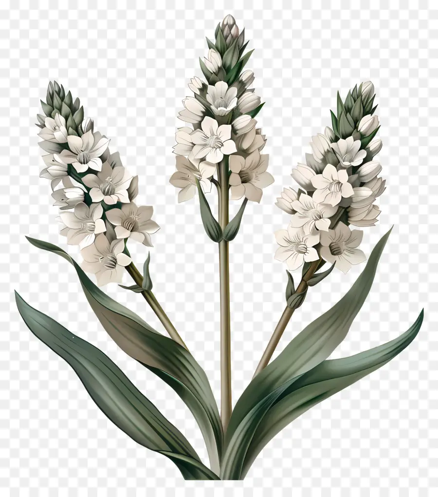 Flores Blancas，Florecer PNG