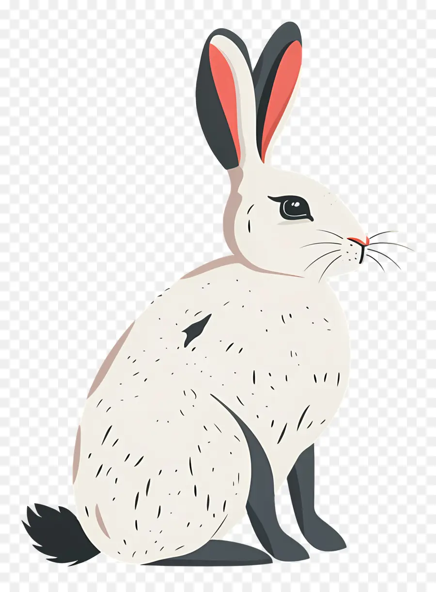 Conejo，Conejo Blanco PNG