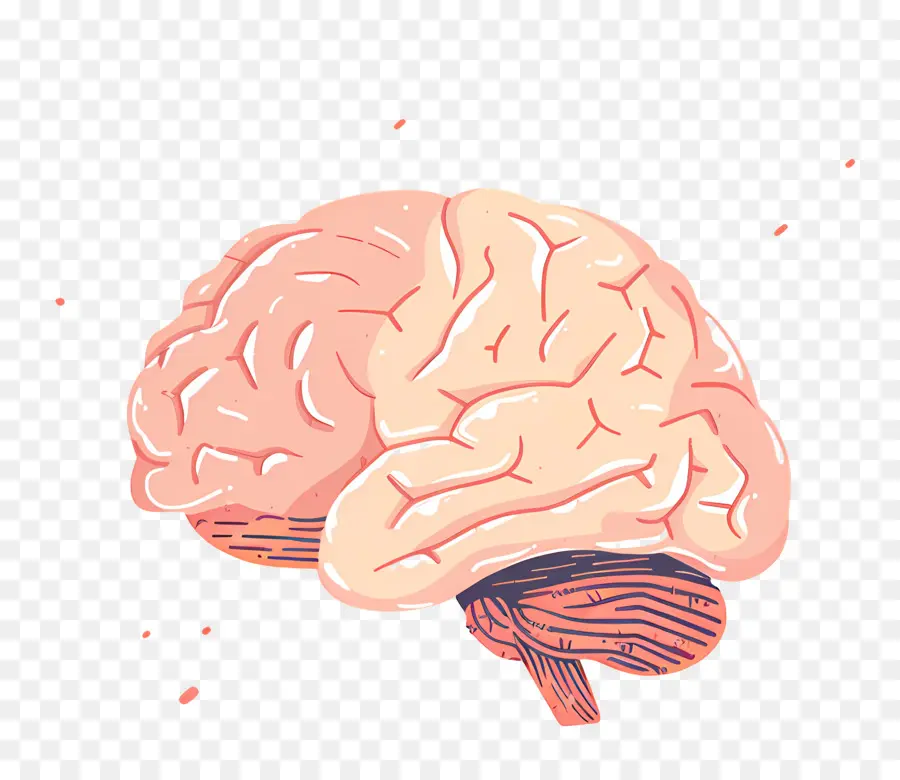 Cerebro，Dibujos Animados PNG