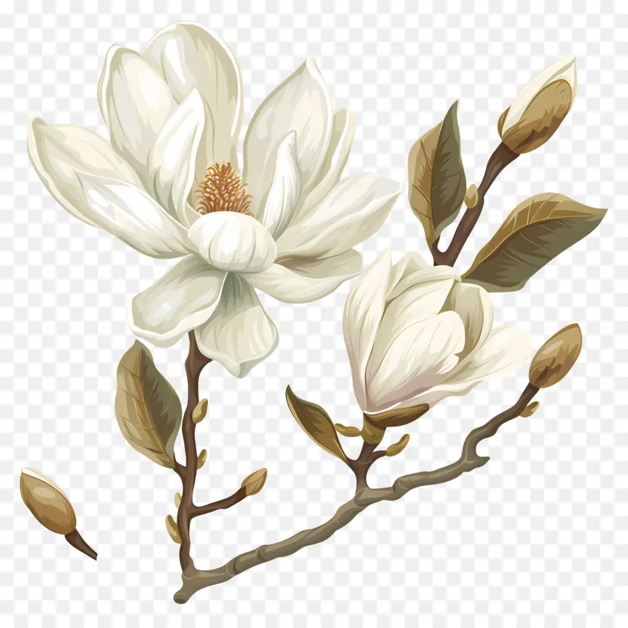 Flores De Magnolia Blanca，Flores Blancas PNG