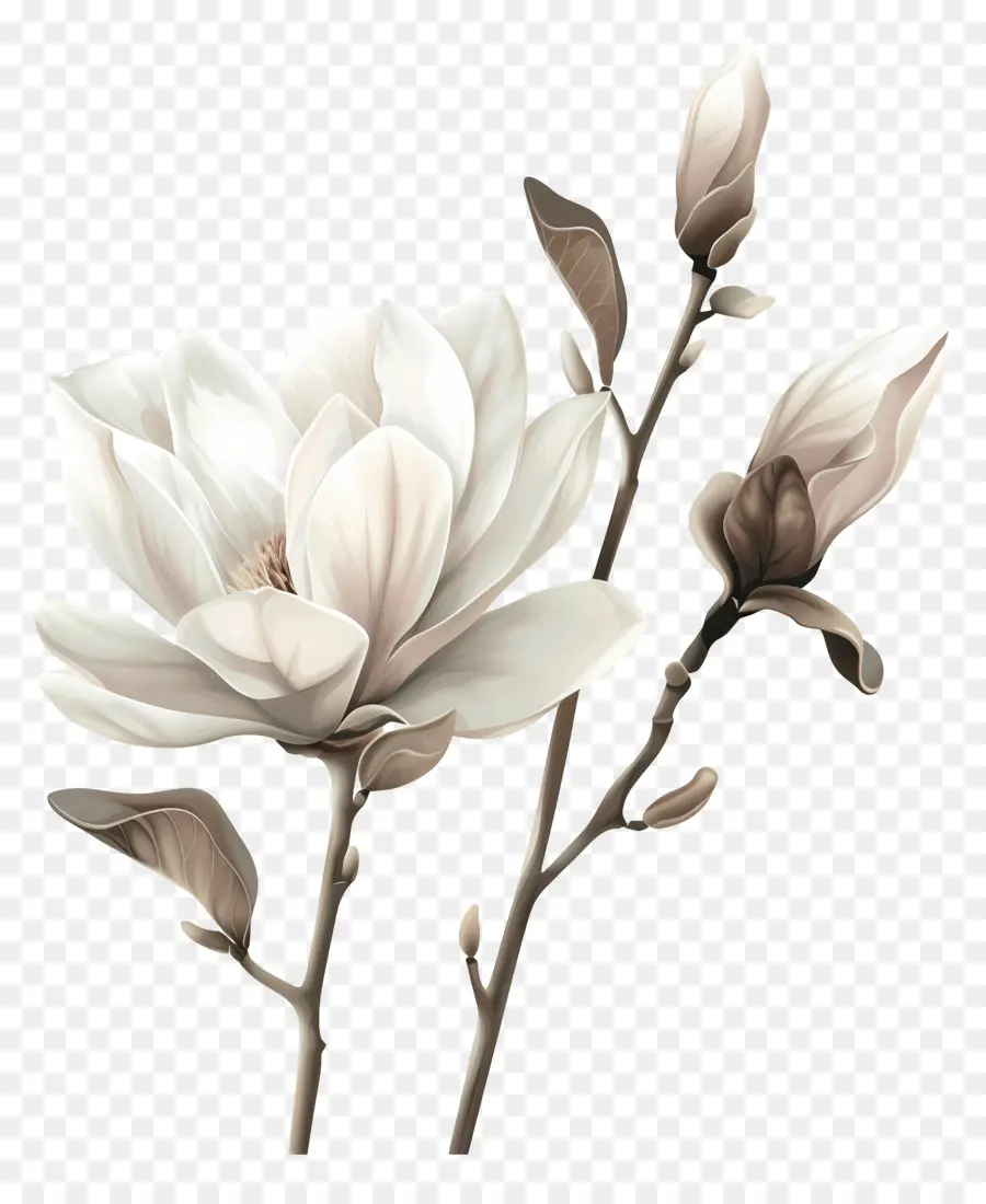 Flores De Magnolia Blanca，Flores Blancas PNG