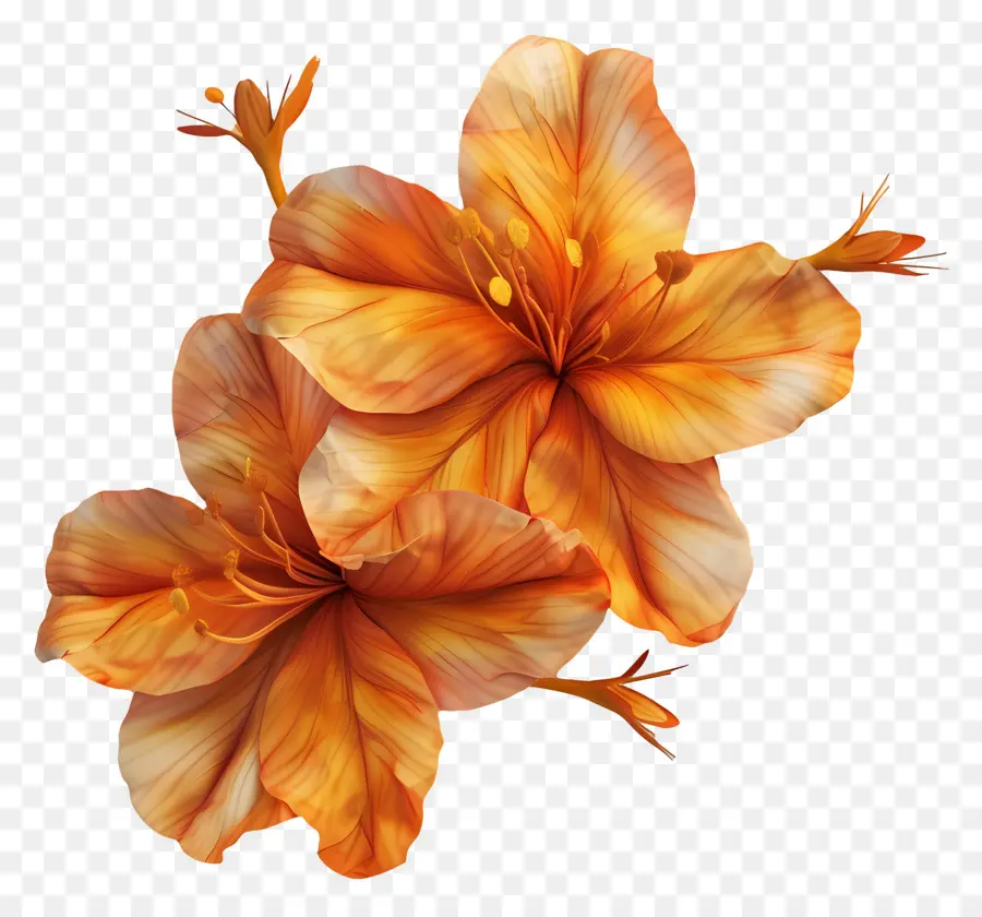 Flores De Azafrán，Flores Amarillas PNG