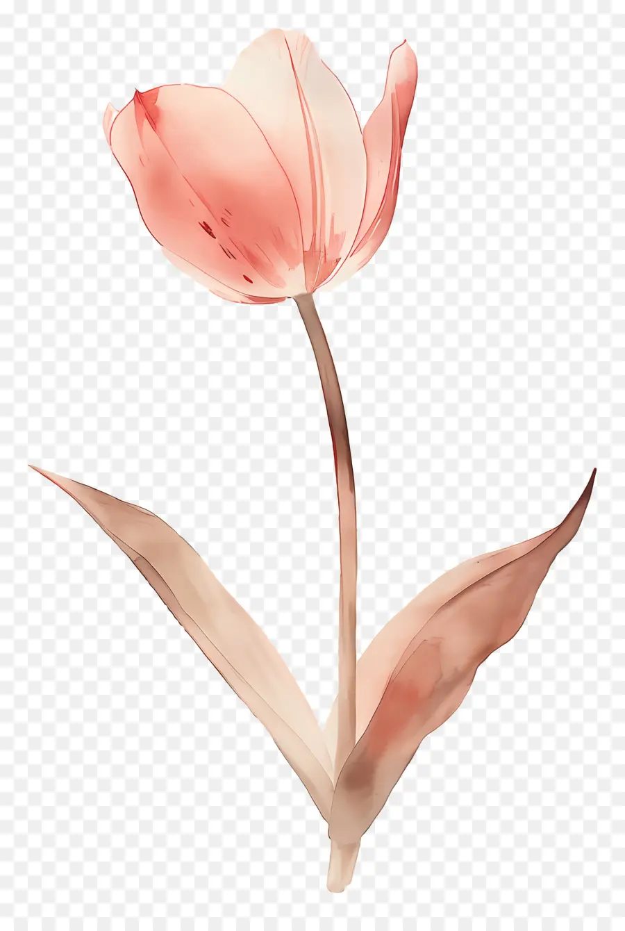 Tulipán，Flor PNG