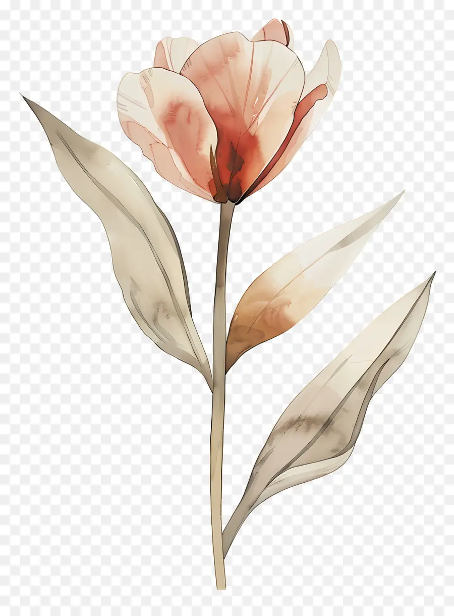 Tulipán，Flor PNG