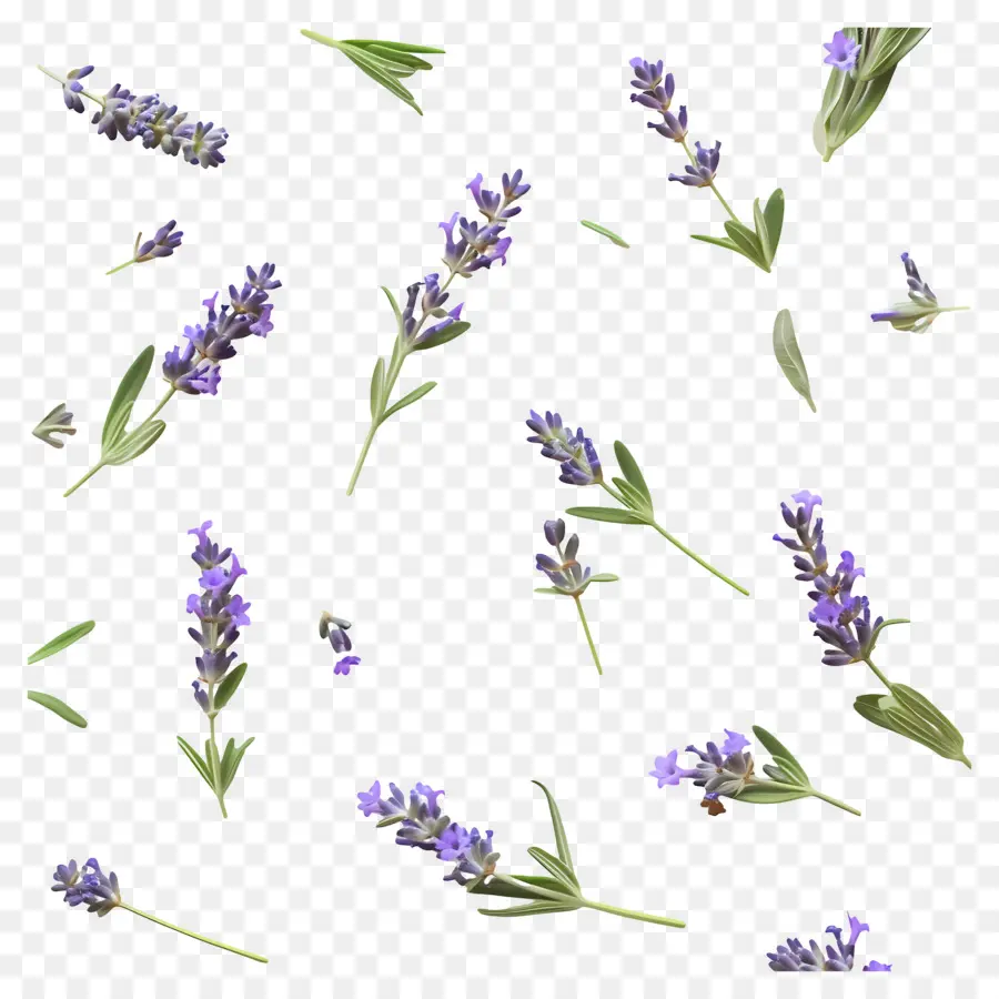 Pequeñas Hojas De Lavanda，Flores Y Hojas De Lavanda PNG