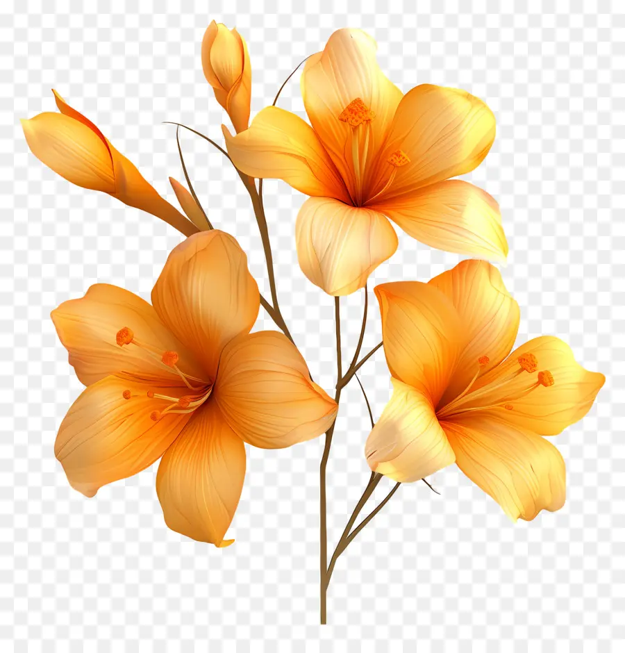 Flores De Azafrán，Flores PNG