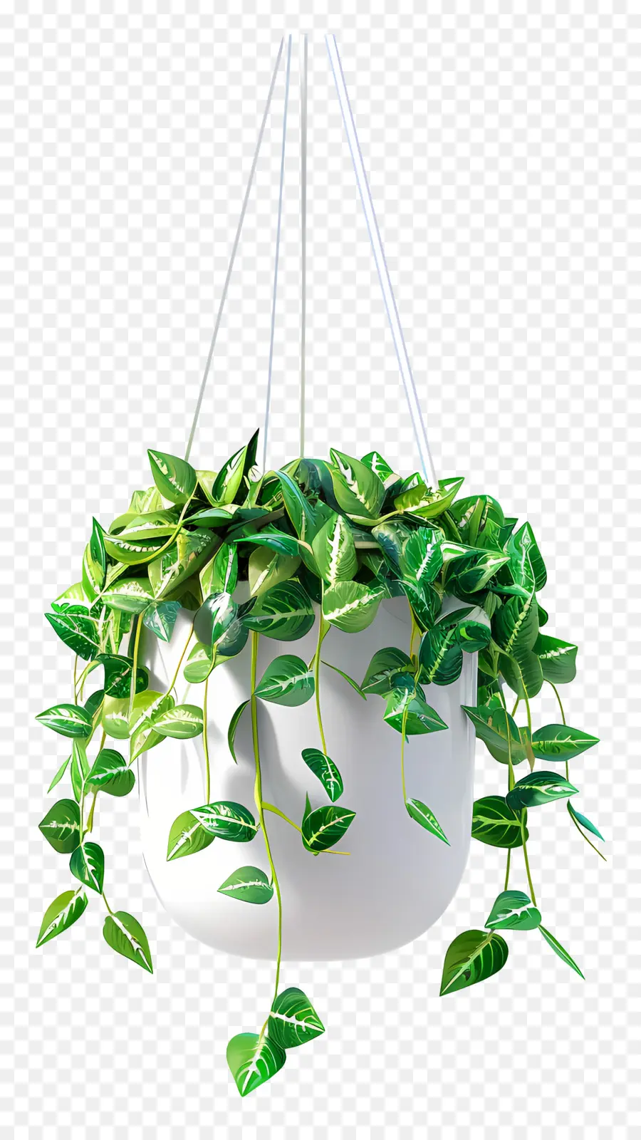 Planta Colgante，Hojas PNG