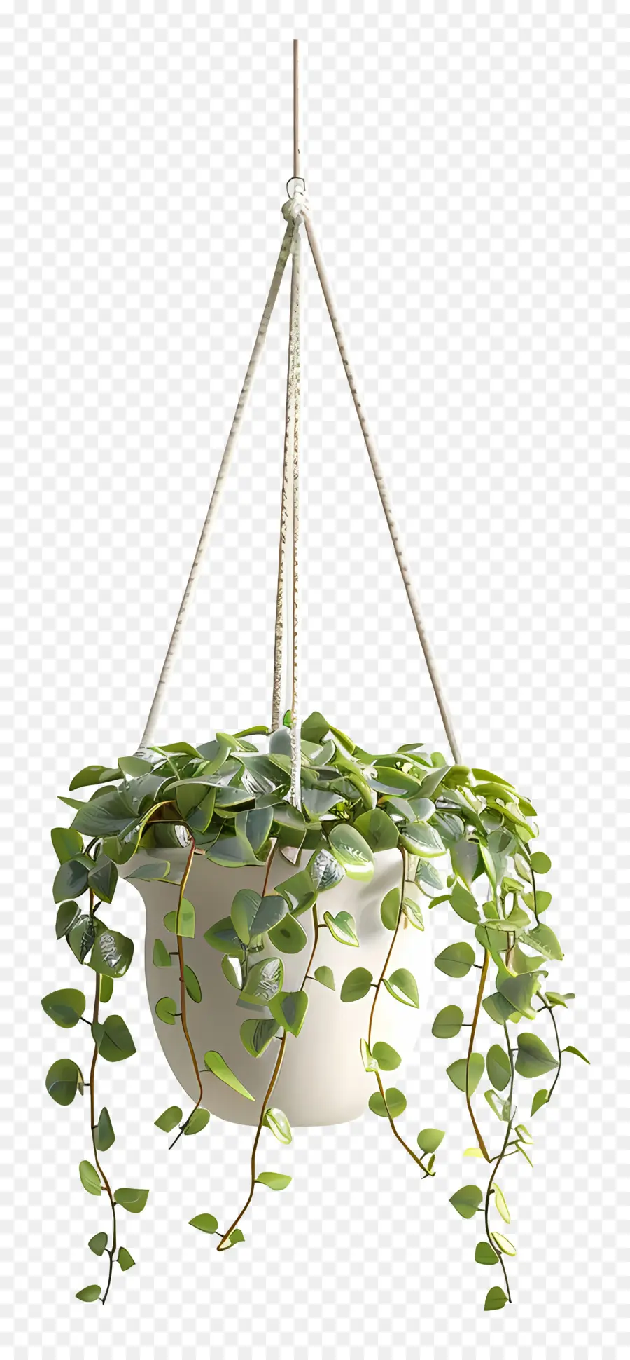 Planta Colgante，Decoración PNG