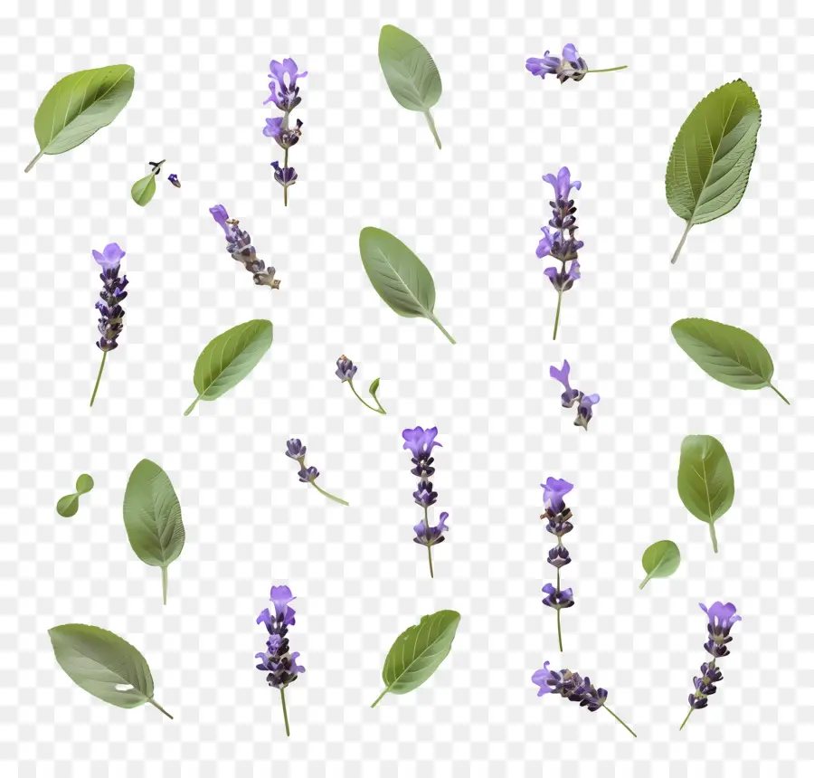 Pequeñas Hojas De Lavanda，Flores Y Hojas De Lavanda PNG