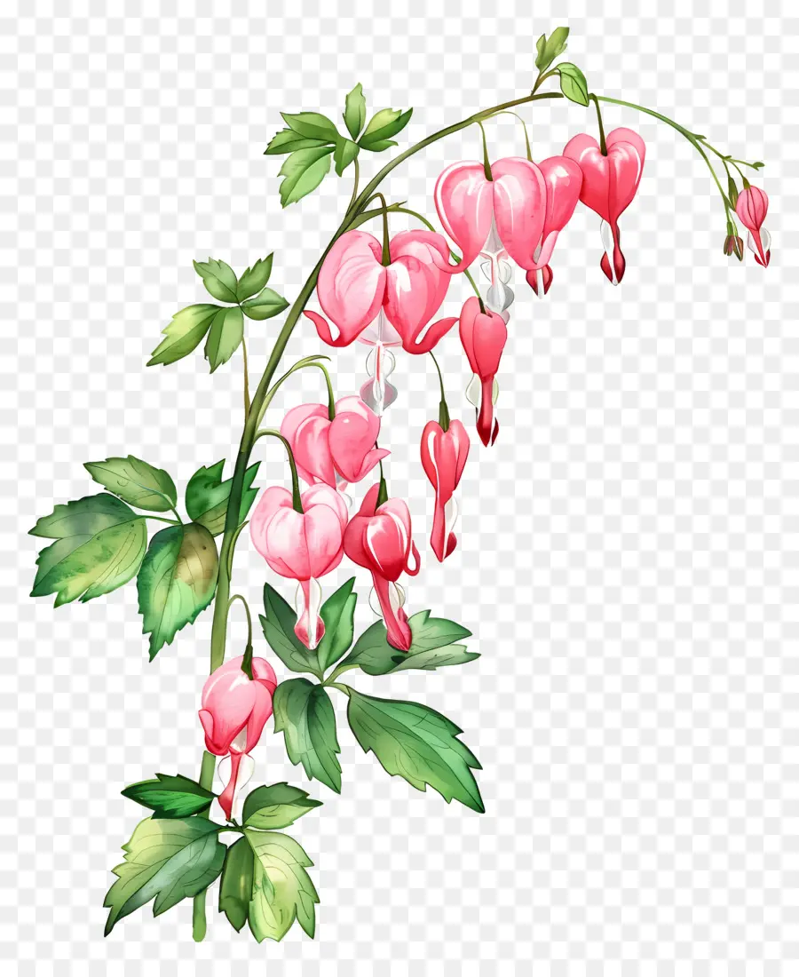 Flores Del Corazón Sangrante，Flores PNG