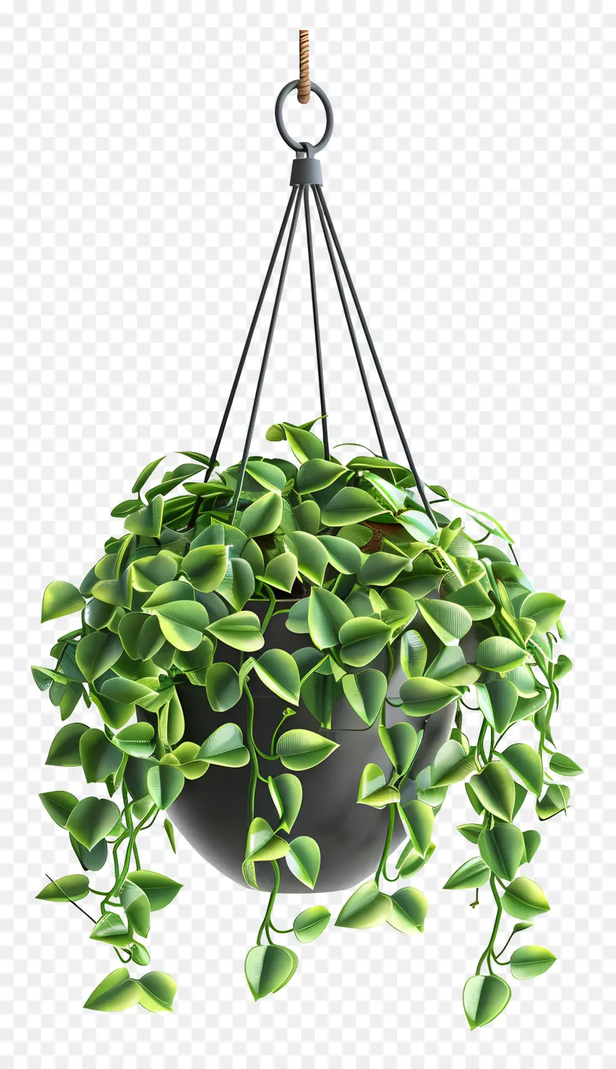 Planta Colgante，Hojas Verdes PNG