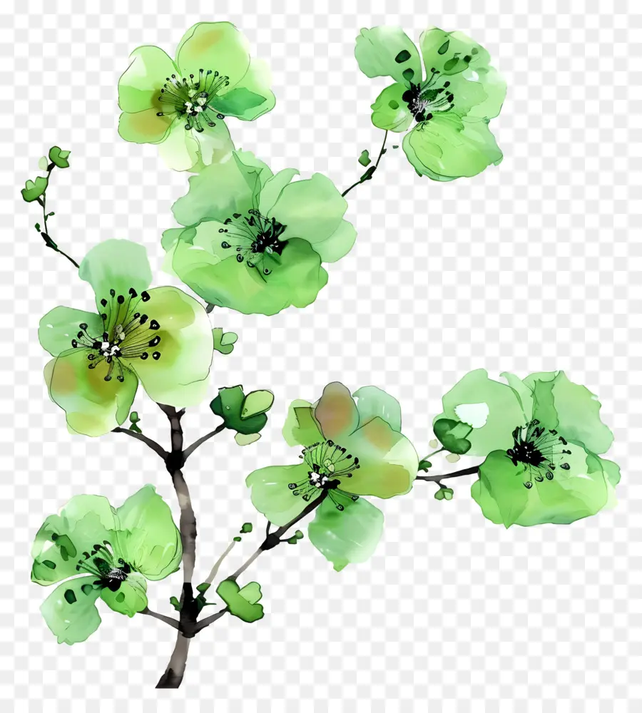 Flores Verdes，Florecer PNG