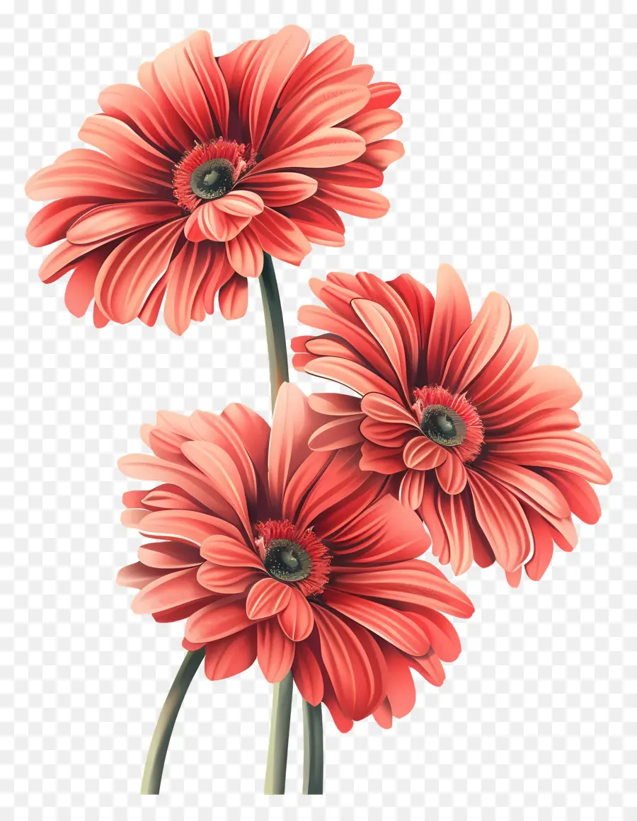 Flores Gerberas，Flores Rojas PNG