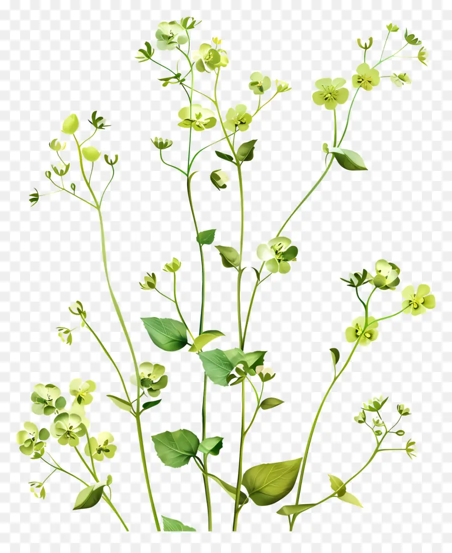 Flor Verde，Plantas Verdes PNG