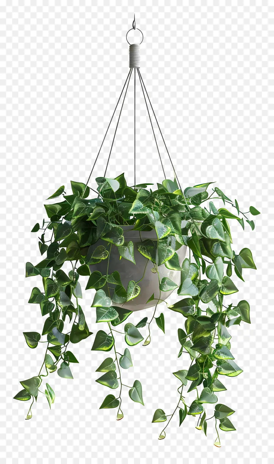 Planta Colgante，Hojas Verdes PNG