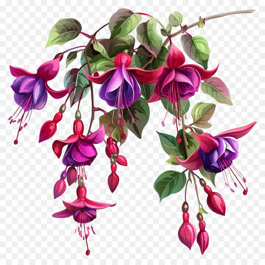 Flores Fucsias，Flores Rosadas PNG