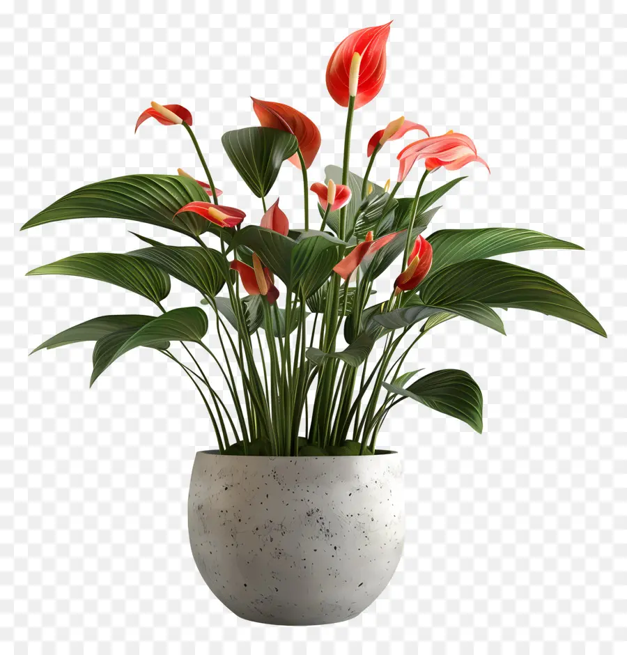 Planta Floreciente En Maceta，Planta De Anturio Rojo PNG