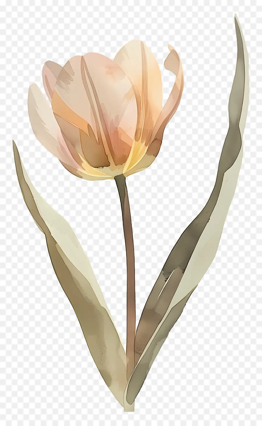 Tulipán，Flor PNG