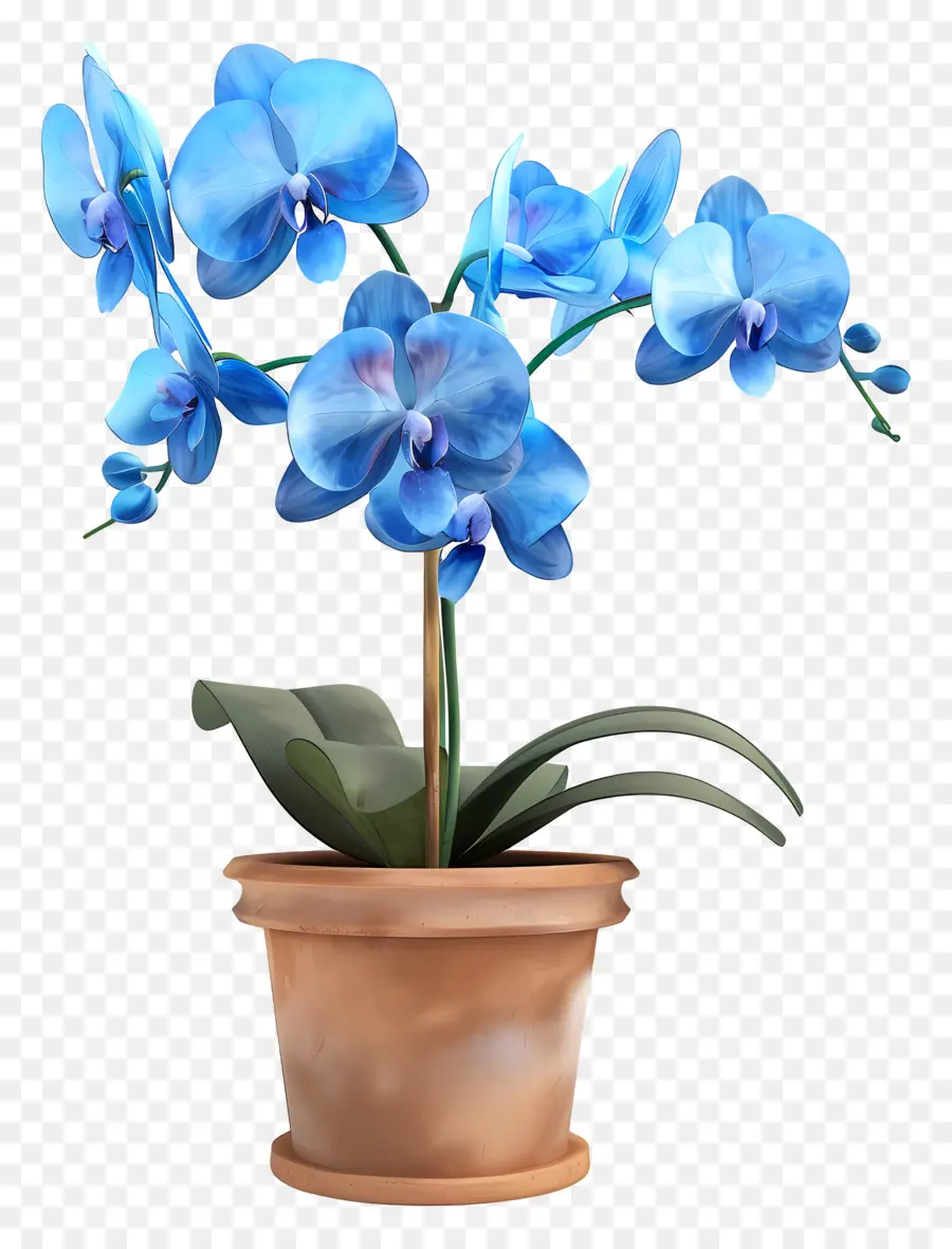 Orquídea Azul，Orquídea En Maceta PNG