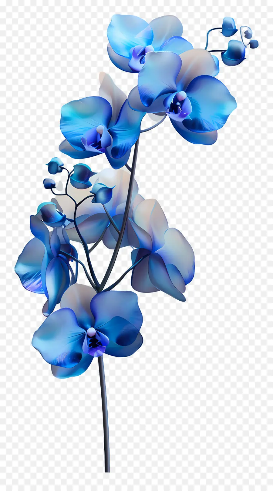 Orquídea Azul，Orquídeas Azules PNG